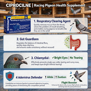 Poudre de mélange pour la santé respiratoire et intestinale des pigeons de course, best-seller, 5g/sachet, pour des yeux brillants et la protection contre l'adenovirus - Product Image 3