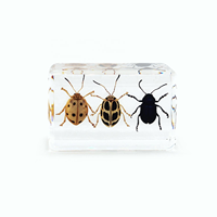 Set de Especímenes de Insectos en Resina, Muestra de Trilobites y Escarabajos Reales Encapsulados para la Enseñanza de Biología