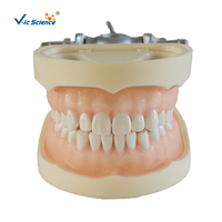 Modelo Dental de 28 Dientes con Encía Suave, Articulador DP con Tornillo Removible para Prácticas de Enseñanza, Certificaciones CE, ISO, ROHS, CNAS