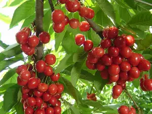 100% Ekstrak Buah Alami 4:1-20:1,1%-75% Ekstrak Acerola Cherry/Acerola Cherry P. Ekstrak E./Acerola