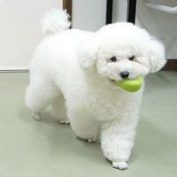 Meilleure vente jouet pour chien en latex naturel doux et écologique avec son pour petits légumes