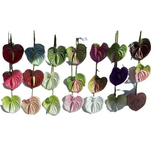 Fleur artificielle Anthurium en caoutchouc souple, 30cm-100cm, pour décoration de mariage et de maison, plante verte, décoration de vase de bureau - Product Image 5