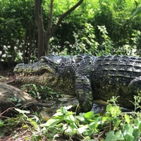 Modèle de crocodile animatronique grandeur nature, réaliste, pour la décoration de parcs de jungle, zoos et parcs d'attractions