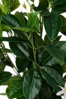 Arbre artificiel en pot à fleurs d'oranger, plante à fleurs d'agrumes pour la décoration intérieure de la maison, de l'hôtel, du bureau, aménagement paysager intérieur, vente en gros d'usine