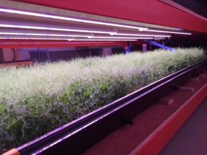 Khay Hạt Giống Nảy Mầm Bán Chạy Nhất Khay Nhựa Lưới Siêu Bền Phù Hợp Với 1020 Khay - Product Image 5