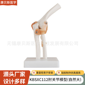 Modèle d'articulation du coude KBS/XC112 (Grande taille naturelle) – Modèle fonctionnel de l'articulation humaine du coude – Modèle squelettique - Product Image 1