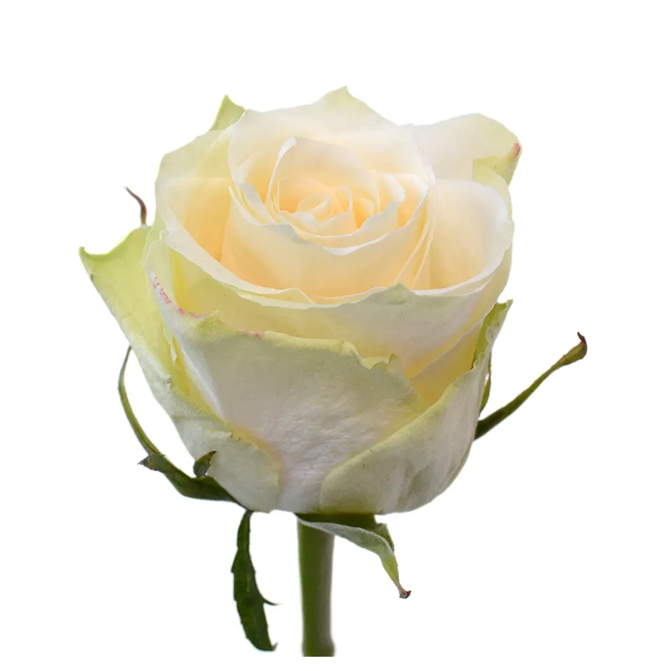 प्रीमियम केन्याई ताजा कट फूल एथेना सफेद शुद्ध गुलाब बड़े सिर वाले 40 सेमी तना थोक खुदरा ताजा कट गुलाब