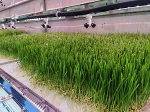 40HQ Smart Farm Shipping Container Hydroponic System With Pc Sheet <b>Cover</b> for Leaf Vegetable Plant Factory Farming <b>Greenhouse</b> Luc - Product Image 5