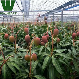 Grandes et <span class=keywords><strong>mini</strong></span> serres agricoles à faible coût Film d'acier en plastique PE métallique pour la <span class=keywords><strong>culture</strong></span> de légumes pour la <span class=keywords><strong>culture</strong></span> de plantes - Product Image 2