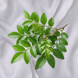 Extracto de Zanthoxylum Piperitum TW PDRN 10 ppm, Polinucleótido Derivado de Plantas, Materia Prima Cosmética de Alta Pureza, Antienvejecimiento - Product Image 2