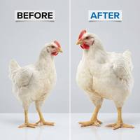 Additif Alimentaire Biologique Multi-Composants pour Volailles 100g pour l'Engraissement des Poulets de Chair, Stimulateur de Poids, Durée de Conservation de 2 Ans, Améliore le FCR