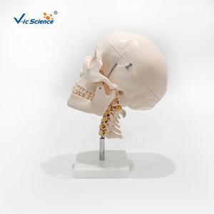 Modelo Anatómico de Cerebro de 8 Piezas Vic Science para Entrenamiento en Ciencias Médicas - Product Image 2
