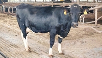 Etiquettes d'oreille intelligentes pour bovins et fermes éleveuses connectées pour l'équipement d'élevage laitier et d'agrolaito-forestier