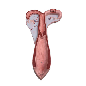 Modelo de Anatomia Animal em Fibra de Vidro para Exibição em Faculdades de Medicina - Modelo de Útero de Ovelha - Product Image 3