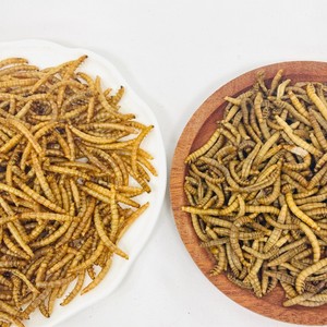 Suministro a Granel de <span class=keywords><strong>Gusanos</strong></span> de Harina Amarillos Congelados Frescos, Proteína de Insectos Natural Sin Aditivos, Alimento para Mascotas - Product Image 1
