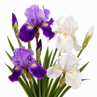 Fleur d'iris artificielle en PU effet naturel, tige unique, Iris Alice, pour arrangements floraux en gros, décoration de mariages, maisons et événements