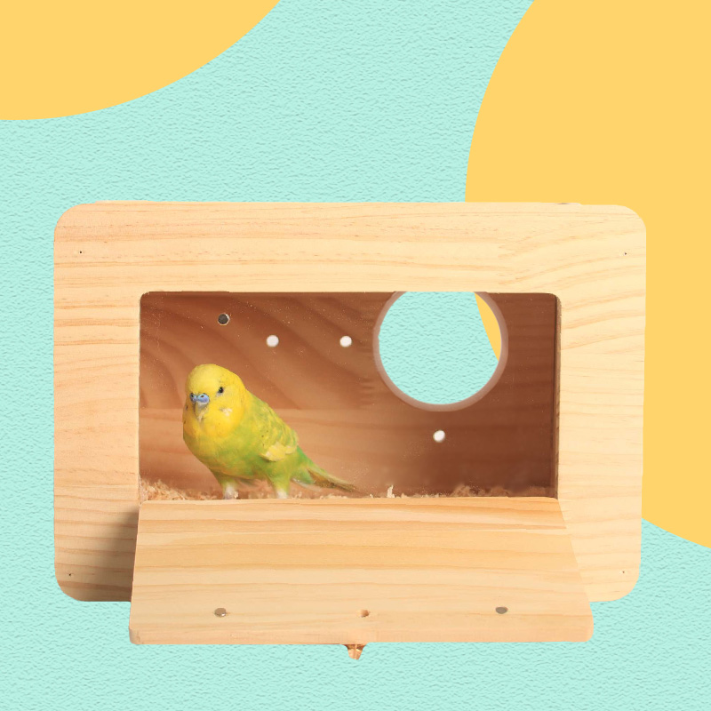 How to Choose the Best Martin Bird: A Complete Buying Guide