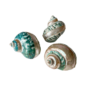 Concha de mar natural turbo, hecha a mano, duradera, decoración para el hogar, exhibición oceánica, decoración para bodas costeras, temática de playa, artesanía náutica - Product Image 1