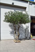 Vente en gros Grande Plante Artificielle Olivier Artificiel Oliviers Artificiels Naturels pour Maison Jardin Réaliste