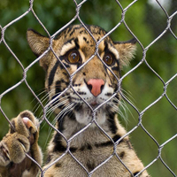 Edelstahl 304/316 Zoo-Kabelnetz für Tiergehege / Affengehege-Netz, Maßgefertigte Produktion