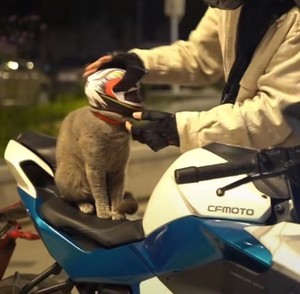 Casco <span class=keywords><strong>para</strong></span> Mascotas Especializado <span class=keywords><strong>para</strong></span> Motocicletas - Product Image 2