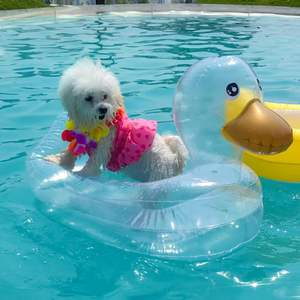 Flotador Inflable Transparente de PVC para Mascotas, Piscina para Patos, 90x50x25cm - Product Image 3