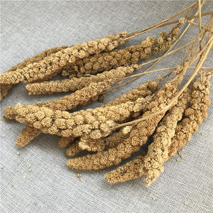 <span class=keywords><strong>Millet</strong></span> hybride Gu Sui à queue de renard blanc/rouge/doré, <span class=keywords><strong>millet</strong></span> perlé, <span class=keywords><strong>millet</strong></span> rouge/jaune en vente - Product Image 6