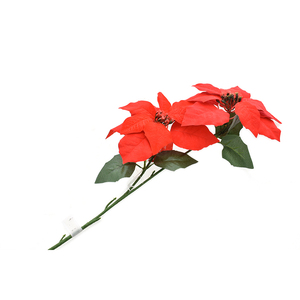 SCEGLIETE CON 2 PUNTE ROSSHE - Product Image 1