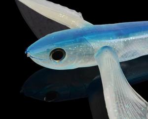 <span class=keywords><strong>Leurre</strong></span> de pêche en plastique souple de haute qualité 17 cm 21 cm, pêche en eau salée, chaîne de pêche Daisy, teaser pour thon, <span class=keywords><strong>bar</strong></span>, ballistique, poisson volant - Product Image 5