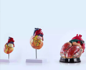 Arterler ve damarlar ile 2025 yükseltilmiş kalp modeli | Tıbbi eğitim ekipmanları - Product Image 6