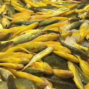 Bán Buôn Đông Lạnh Vàng Croaker Cá Xuất Khẩu Cấp Đông Lạnh Sản Phẩm Hải Sản Tươi Và Hương vị Cá Cho Toàn Cầu Phân Phối - Product Image 4