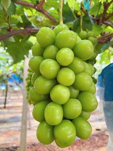 Tươi Chất Lượng Hàng Đầu Không Hạt Nho Ánh Nắng Mặt Trời Tăng Nho Theo Mùa Trái Cây Tươi Bán Buôn Giá Khỏe Mạnh Trái Cây Ngọt Ngào Ngon Ngọt - Product Image 3