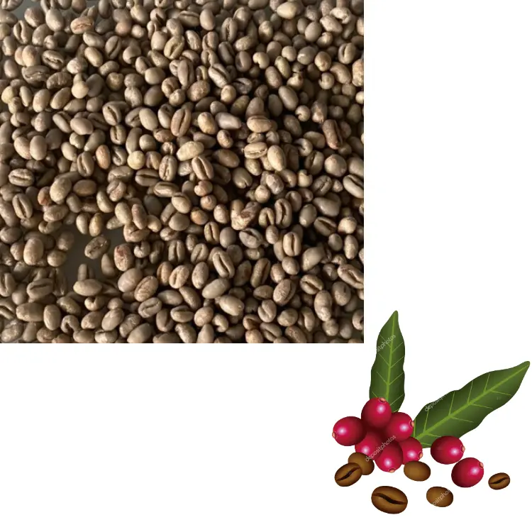 アラビカグリーンコーヒー豆ベトナム特産品アラビカカティモールグリーンコーヒー豆乾式加工単一起源