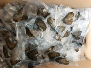 หอยมุกน้ำจืดเกรด A ที่ได้รับการเลี้ยงดู สีขาว/ทอง/ม่วง/ดำ/ชมพู สำหรับตกแต่งในโอกาสวันครบรอบสำหรับผู้หญิง (5-7 มม.) - Product Image 6