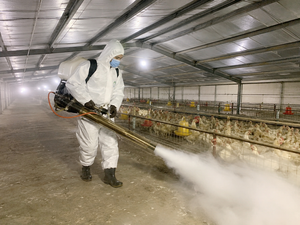 <span class=keywords><strong>Insecticida</strong></span> <span class=keywords><strong>para</strong></span> Granjas Avícolas - Cirodamina 50% + Dinotefuran 20% WDG - Control de <span class=keywords><strong>Moscas</strong></span> y Pulverización de Estiércol - Product Image 6