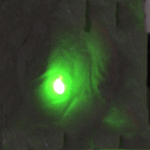 Tinte tessili Anti-contraffazione del pigmento Anti-fosforo Ir980nm - Product Image 5