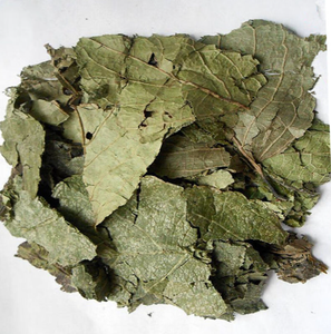 Du zhong <span class=keywords><strong>e</strong></span> чистые и не содержат примесей китайские травы с листьями <span class=keywords><strong>Eucommia</strong></span> ulmoides Folium eucommiae листья - Product Image 2