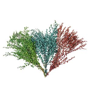 100% naturel conservé tiges d'<span class=keywords><strong>eucalyptus</strong></span> séchées Bundle pour noël aromathérapie SPA mariage douche décor préservé noël - Product Image 1