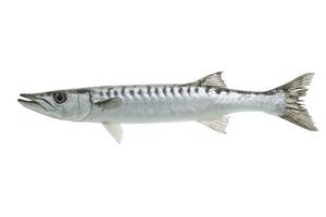 Porciones de Barracuda sin Espinas, Capturadas en el Siluro, Premium, al por Mayor, Alto en Proteínas, Bajo en Carbohidratos, para Servicios de Alimentación HoReCa - Product Image 4