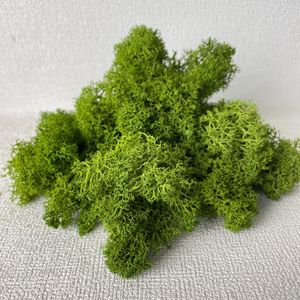 High Quality Real Preserved <strong>Moss</strong> Natural Decorative Flowers <strong>Wreaths</strong> Wooden Frame Office Decor Halloween Stabilized Reindeer <strong>Moss</strong> - Product Image 1