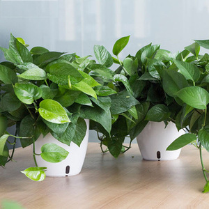 Maceta Blanca con Autorriego para Plantas Verdes y Ornamentales, Diseño Minimalista Creativo, Suministro Directo <span class=keywords><strong>de</strong></span> Fábrica para Personas con Poco Tiempo - Product Image 2