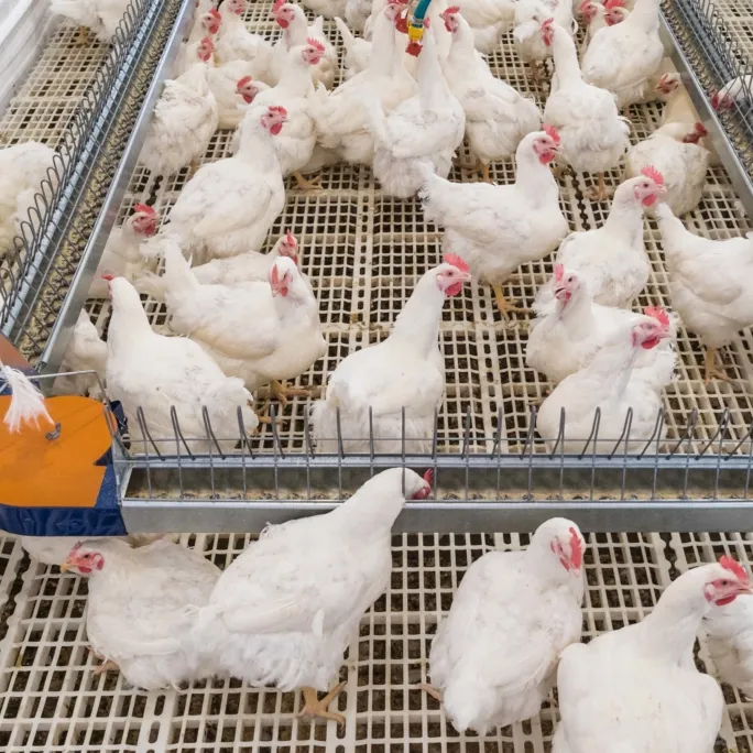 Auto Geflügel fütterer und Trinker Züchter Hühner kette Fütterung system für Huhn