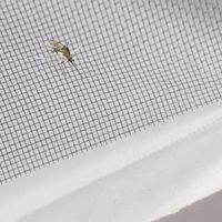 Moustiquaires Roller Fly Screen Roll up Window Screen/fenêtre Bug Screen/aluminium Screen Door