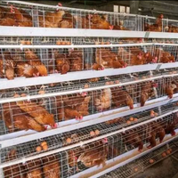 Cage à poules en acier galvanisé à chaud pour l'élevage de volailles, cages à poules pondeuses, cage à oiseaux, vente