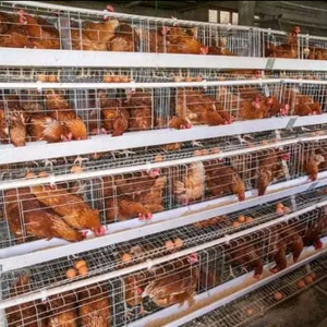 Gabbia per Galline Ovaiole in Acciaio Zincato a Caldo per Allevamento di Pollame, Gabbie per Uova in Vendita - Product Image 1
