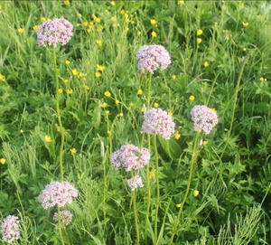 Kaiyange Xie cao gen bán buôn khô valeriana officinalis gốc valerian rễ bán buôn valerian gốc valerian - Product Image 5