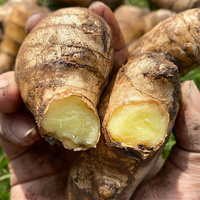 Prix du fournisseur chinois gingembre frais, prix du marché, Nutrition riche gingembre frais