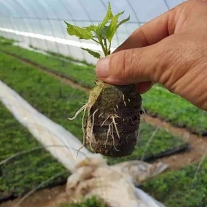 Non-woven Nutritional Seedling <strong>Block</strong> 30mm-50mm Coconut Chaff Compressed Gardening <strong>Seeds</strong> Cutting Branches DIY Planting Soil - Product Image 2