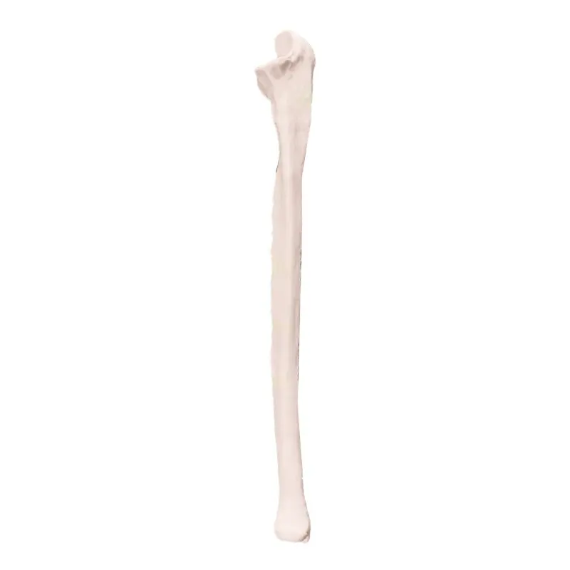Model ulna manusia model tulang kualitas tinggi ukuran normal tulang tunggal ulna