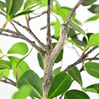 Tanaman Buatan Daun Ficus yang Lebat dengan Batang yang Mirip Asli untuk Dekorasi Ruang Tamu Dalam Ruangan, Rumah, Kantor, Restoran, Kantin, Hotel